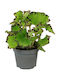 Begonia Magic Colours Jive Ø6 Cm