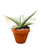 Sansevieria 'swan Dancer' Ø6 Cm