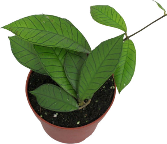 Hoya Sp Gunung Gading Ø6 Cm