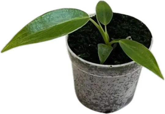Philodendron Spiritus-sancti Ø7 cm