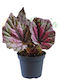 Begonia Rex 'dew Drop' Ø6 Cm
