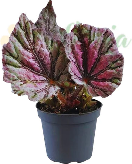 Begonia Rex 'dew Drop' Ø6 Cm