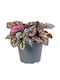 Begonia Magic Colours Hugh Mclauchlan Ø6 Cm