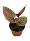 Begonia Brevirimosa Ø8 Cm