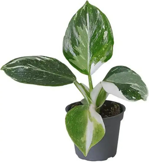 Philodendron 'white Wizard' Ø6 Cm