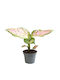 Aglaonema Red Valentine Ø6 Cm