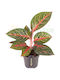 Aglaonema 'olive Red' Ø12cm Ø12 Cm