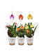Orhidee Masdevallia — Orhidee Colector Andin Flori Triunghiulare Ø9 Cm