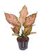 Aglaonema 'pink Dolphin' Ø12 Cm