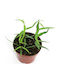 Hoya Burmanica Frunze Lung Ø12 Cm