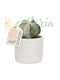 Astrophytum Myriostigma Ø7 Cm