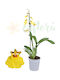 Oncidium Orchidee Münsterland Stern Duftende Blumen Ø12 Cm