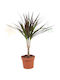 Dracaena Marginata 'magenta' Ø7 Cm