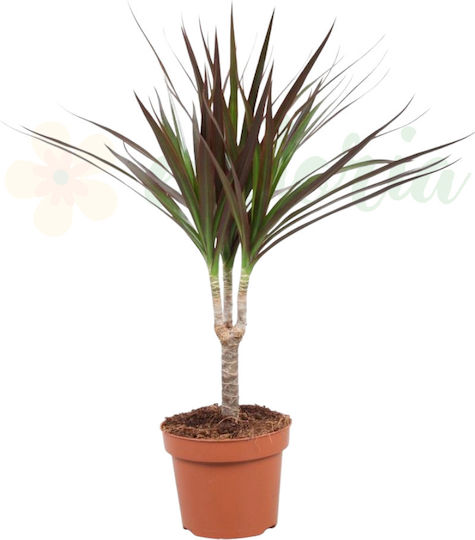 Dracaena Marginata 'magenta' Ø7 Cm