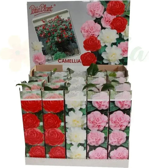 Camellia Japonica Ø9cm Ø9 Cm