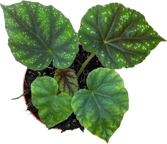 Begonie Pseudoedulis 'shiwanshan' Ø8cm Ø8 cm