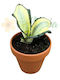Sansevieria 'wendy Yellow' Ø8 Cm