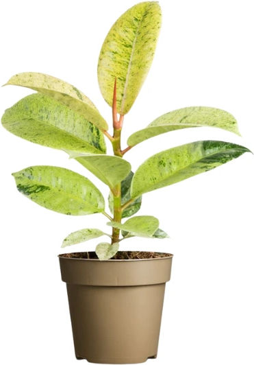 Ficus Elastica 'shivereana' Ø9 cm