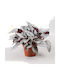 Begonie Arctic Breeze Ø12 cm