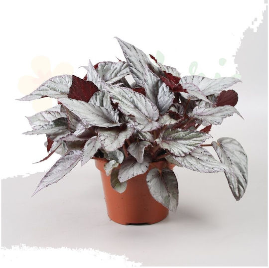Begonie Arctic Breeze Ø12 cm
