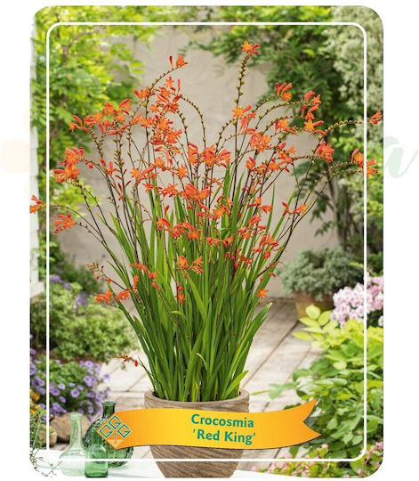 Montbretia Crocosmia 'red King' Ø11 Cm