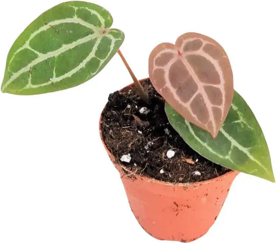 Anthurium 'docblock Michelle' Ø9 Cm