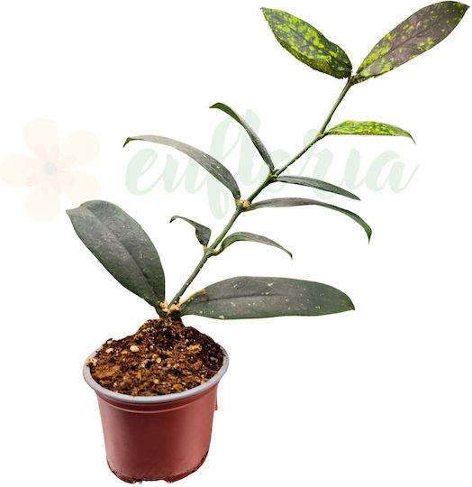 Hoya Lobbii Червени Цветя Ø9 См