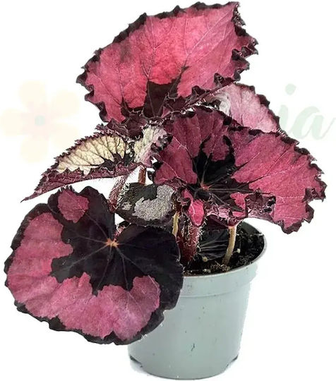 Begonia 'spirit Kwale' Ø6 Cm