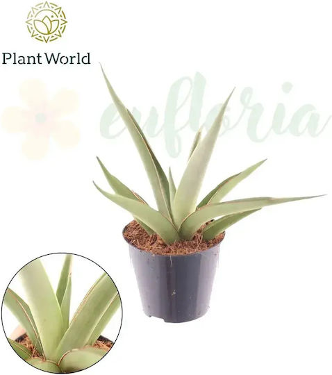 Eufloria Sansevieria Silber Syreni Ø8,5 cm