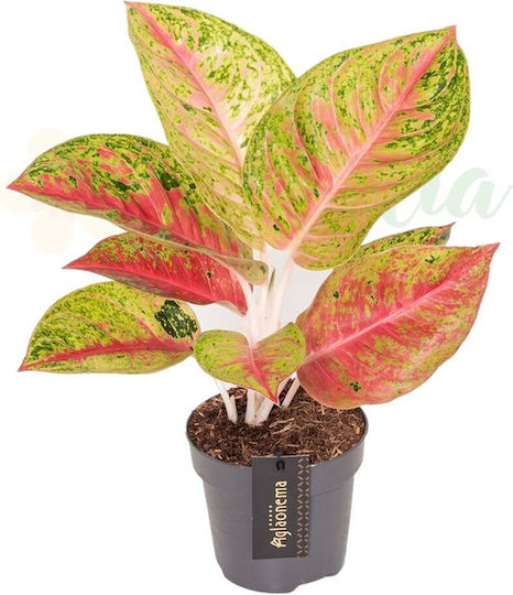 Aglaonema 'grand Poppy' Ø12 Cm