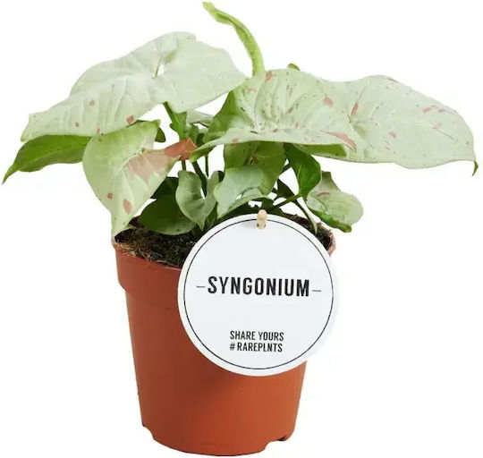 Syngonium Podophyllum Milk Confetti Ø6 Cm