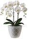 Transparent Pot Effective Orchid Care