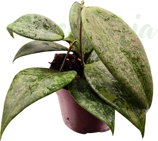 Hoya Wibergiae Ø10.5 Cm