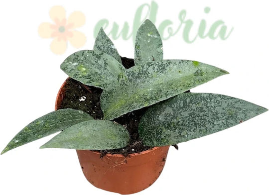 Hoya Flagellata 'silver' Ø10.5 Cm