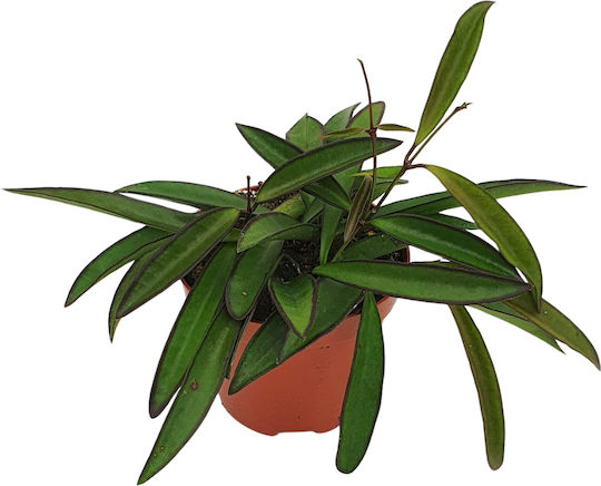 Hoya Wayetii Ø6 См