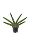 Sansevieria Cylindrica Skyline Ø8.5 См