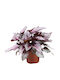 Begonie 'Maori Haze' Ø12 cm
