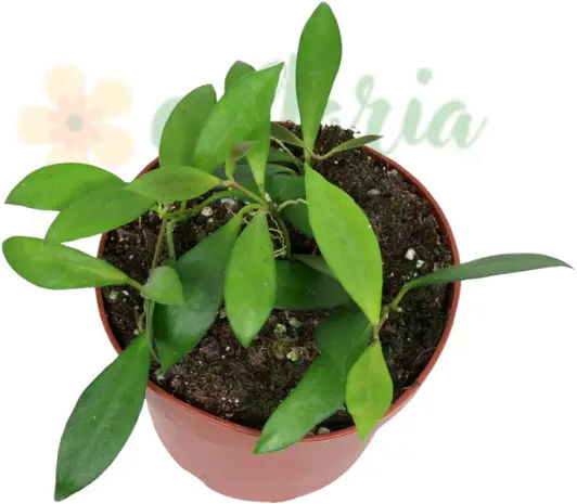 Hoya 'noona' Ø6 Cm