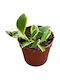 Hoya Heuschkeliana Ø7см Ø7 См