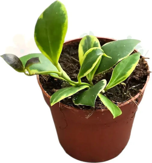 Hoya Heuschkeliana Ø7см Ø7 См