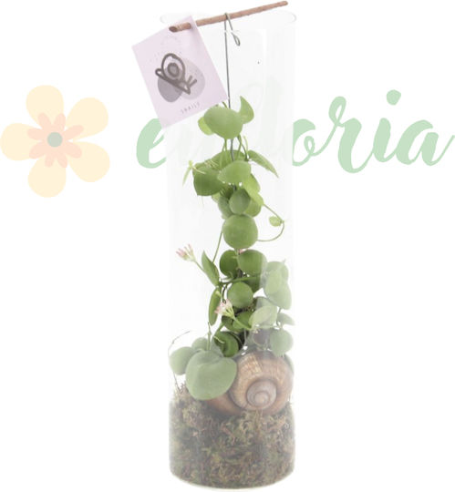 Dischidia Platyphylla Ø11 cm