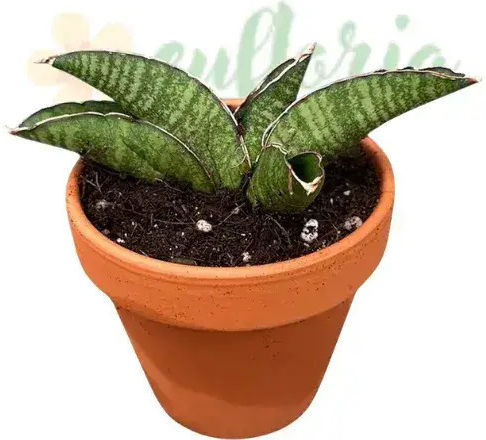 Sansevieria 'marsha Anjani' Ø8 Cm