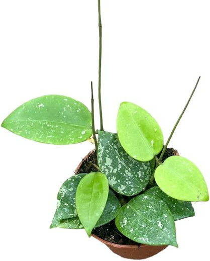 Hoya Parasitica Splash Ø10,5 Cm