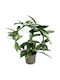 Hoya Pubicalyx Silber Spot Reva Ø12 Cm XL