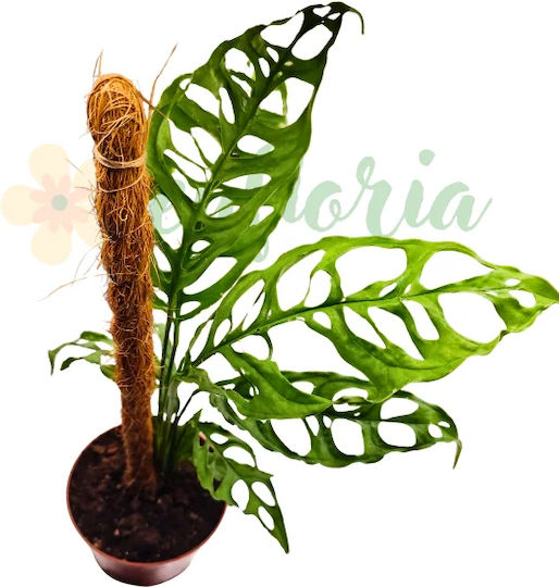 Monstera Obliqua 'Peru' Ø10.5 См