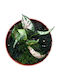 Syngonium Pink Rolli Ø8cm