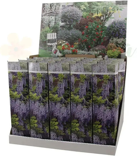Wisteria Chineză Ø9cm Ø9 Cm