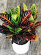 Codiaeum Височина 60 См Variegatum