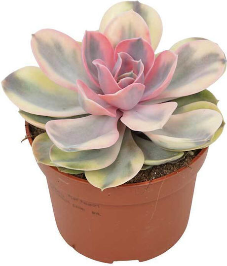 Echeveria 'rainbow' 10.5cm