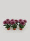 Crizantemă Chrysanthemum Ind Lila Anastasia Premium